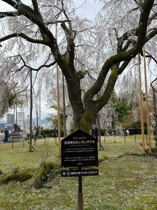 足羽神社の{uncategorized: "未分類", other: "その他", undefined: "問題あり", building: "その他建物", grave: "お墓", sacred_gate: "鳥居", guardian: "狛犬", statue: "像", buddha: "仏像", history: "歴史", nature: "自然", garden: "庭園", animal: "動物", pagoda: "塔", temizu: "手水舎", mountain_gate: "山門・神門", sanctuary: "本殿・本堂", subordinate: "末社・摂社", art: "芸術", scenery: "景色", jizo: "地蔵", ema: "絵馬", goshuin: "御朱印", omikuji: "おみくじ", items: "授与品その他", amulet: "お守り", goshuincho: "御朱印帳", eats: "食事", festival: "お祭り", votive_dance: "神楽", shichigosan: "七五三参", wedding: "結婚式", experience: "体験その他", initially: "初詣", around: "周辺", anti_infection: "感染症対策"}