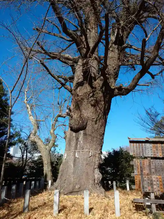 芝東照宮の自然