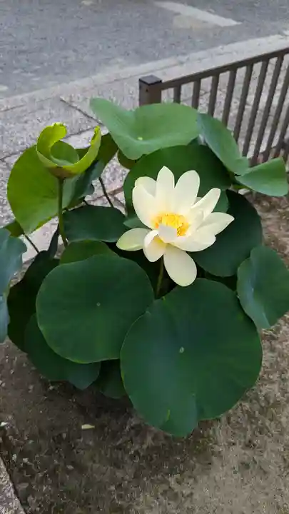 本法寺(京都府)