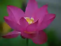 極楽山 浄土寺の自然