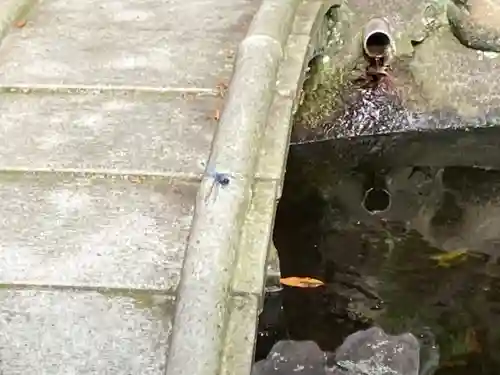 叶神社 (西叶神社)の動物