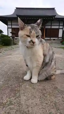円満寺の動物
