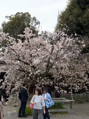 平野神社の{uncategorized: "未分類", other: "その他", undefined: "問題あり", building: "その他建物", grave: "お墓", sacred_gate: "鳥居", guardian: "狛犬", statue: "像", buddha: "仏像", history: "歴史", nature: "自然", garden: "庭園", animal: "動物", pagoda: "塔", temizu: "手水舎", mountain_gate: "山門・神門", sanctuary: "本殿・本堂", subordinate: "末社・摂社", art: "芸術", scenery: "景色", jizo: "地蔵", ema: "絵馬", goshuin: "御朱印", omikuji: "おみくじ", items: "授与品その他", amulet: "お守り", goshuincho: "御朱印帳", eats: "食事", festival: "お祭り", votive_dance: "神楽", shichigosan: "七五三参", wedding: "結婚式", experience: "体験その他", initially: "初詣", around: "周辺", anti_infection: "感染症対策"}