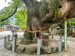 大麻比古神社(徳島県)