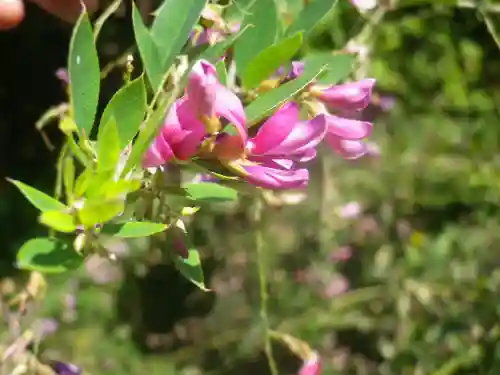 浄光明寺の自然