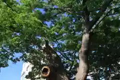 阿邪訶根神社の自然