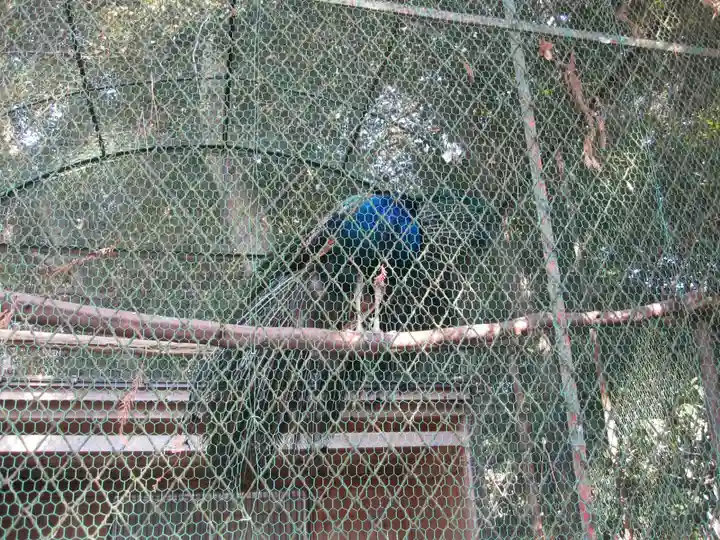 岩槻久伊豆神社(埼玉県)