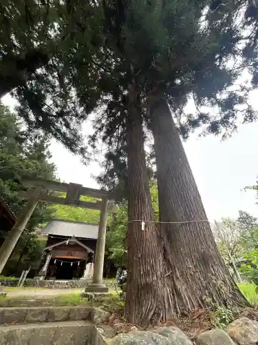大室八幡神社の{uncategorized: "未分類", other: "その他", undefined: "問題あり", building: "その他建物", grave: "お墓", sacred_gate: "鳥居", guardian: "狛犬", statue: "像", buddha: "仏像", history: "歴史", nature: "自然", garden: "庭園", animal: "動物", pagoda: "塔", temizu: "手水舎", mountain_gate: "山門・神門", sanctuary: "本殿・本堂", subordinate: "末社・摂社", art: "芸術", scenery: "景色", jizo: "地蔵", ema: "絵馬", goshuin: "御朱印", omikuji: "おみくじ", items: "授与品その他", amulet: "お守り", goshuincho: "御朱印帳", eats: "食事", festival: "お祭り", votive_dance: "神楽", shichigosan: "七五三参", wedding: "結婚式", experience: "体験その他", initially: "初詣", around: "周辺", anti_infection: "感染症対策"}