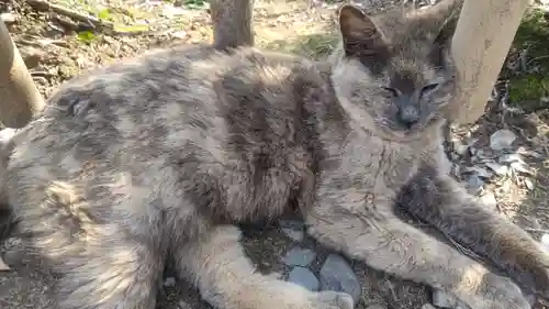 唐澤山神社の動物