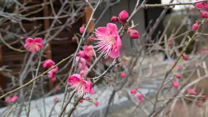 蓮花寺(大阪府)