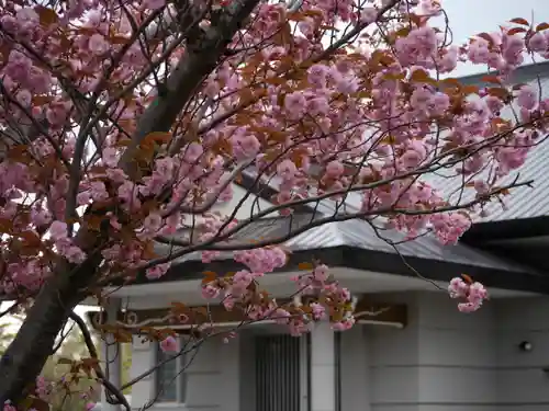 極楽山　浄土寺の自然