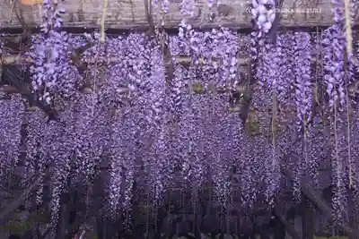 亀戸天神社(東京都)