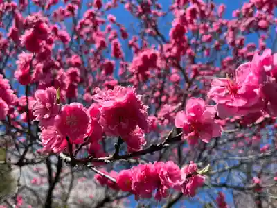 慈光寺(埼玉県)