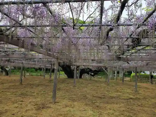 玉敷神社(埼玉県)