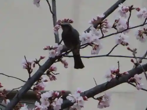 三輪神社の動物