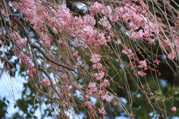 三島八幡神社の自然