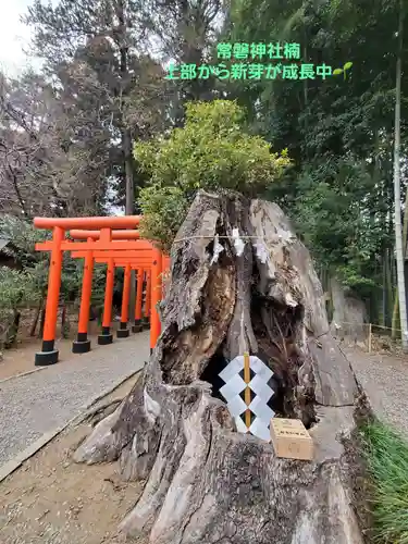 常磐神社(茨城県)