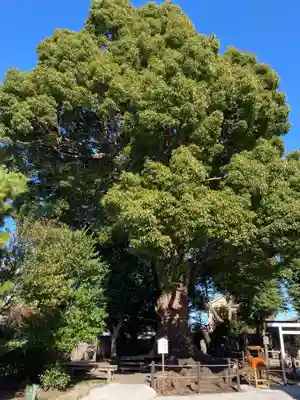 日々神社の自然
