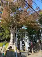篠原八幡神社の自然