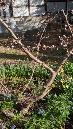 新琴似神社の自然