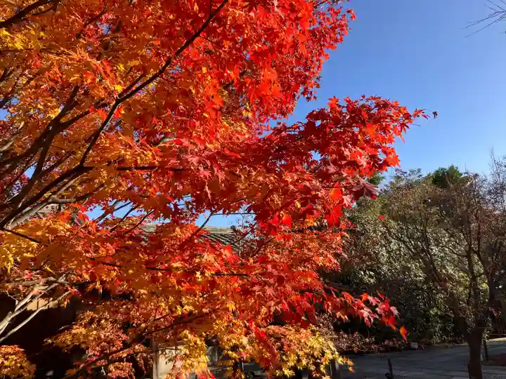 勝林寺(京都府)