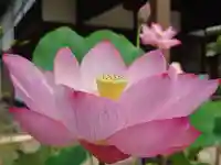 法金剛院(京都府)