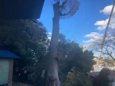 田谷御霊社(神奈川県)