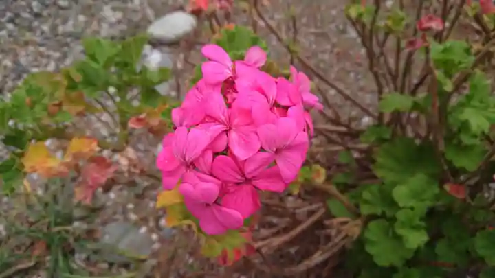 山神社(前田)の自然