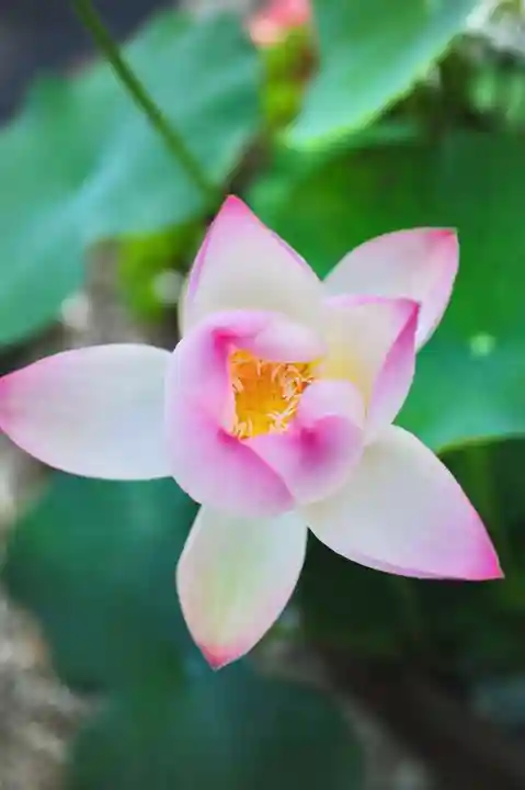 浄土寺(兵庫県)