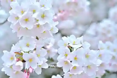 彌彦神社(新潟県)