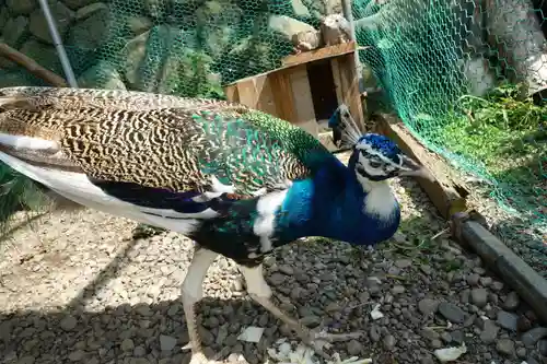 粉河産土神社（たのもしの宮）の動物