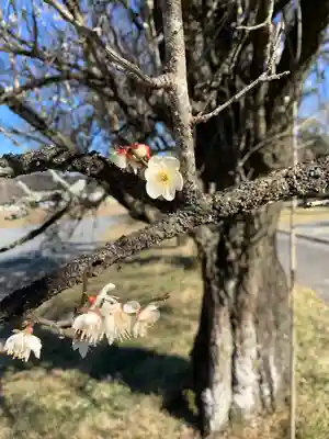 華藏寺(梅澤不動尊) の自然