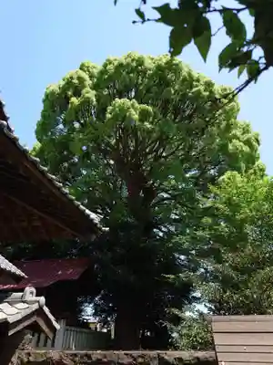佐野原神社の自然