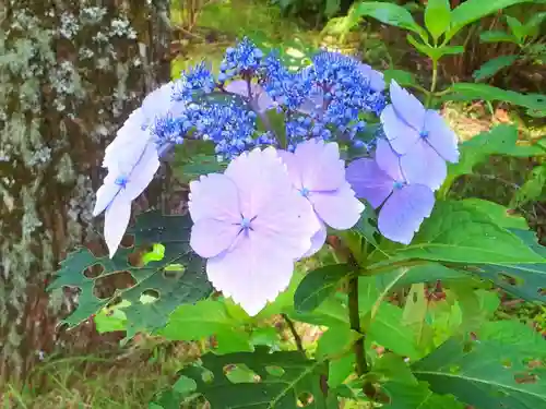 箱根神社の自然