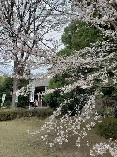 阿佐ヶ谷神明宮の自然
