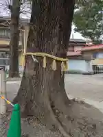 荻窪白山神社(東京都)