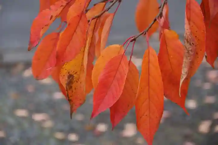 熊野福藏神社の自然