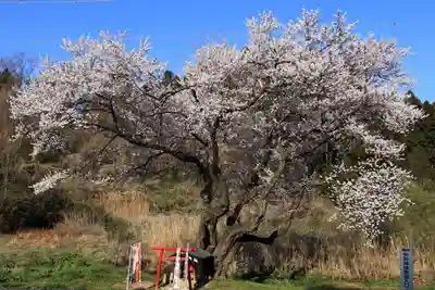 宇賀神さまの庭園