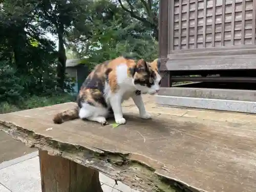 麻賀多神社の動物
