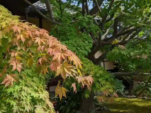 勝林寺(京都府)