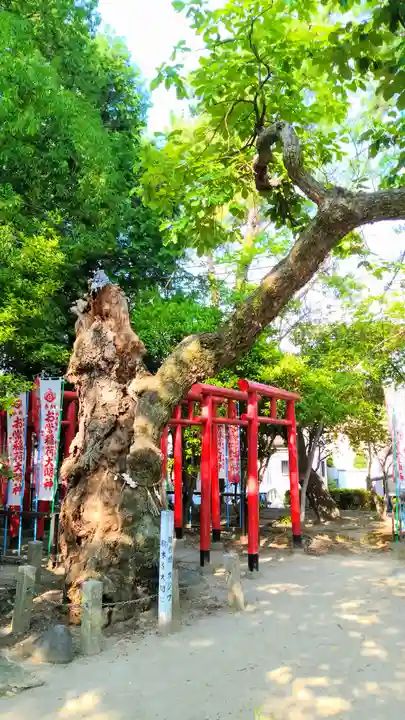 八幡社(白山社八幡社)の自然