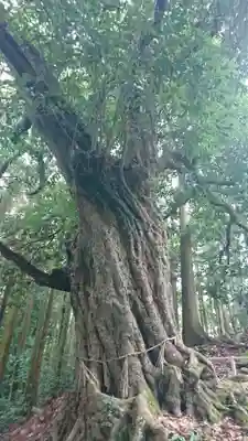 鹿島天足別神社の自然