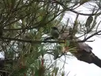 留辺蘂神社の動物