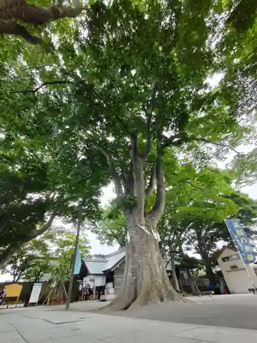 乃木神社の自然