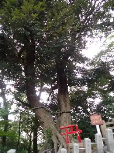 大鷲神社の自然