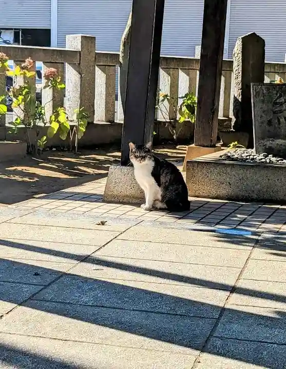柏諏訪神社の動物