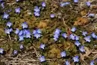 隠津島神社の自然