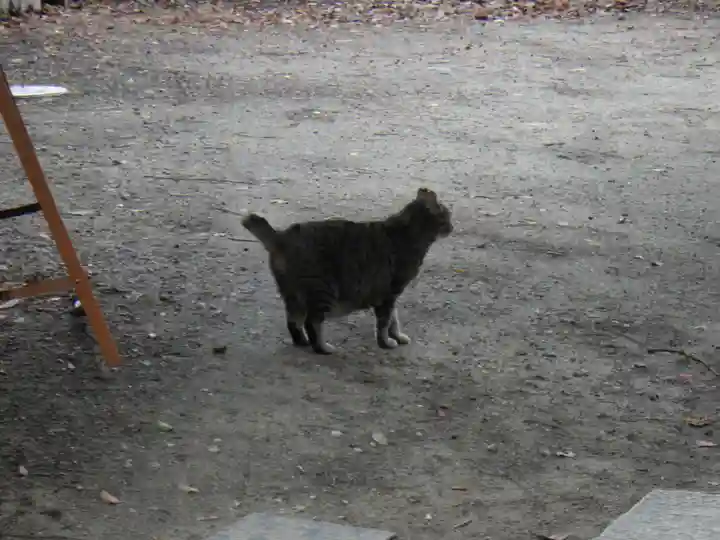 素盞烏尊神社の動物