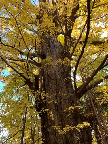 王子神社の自然