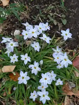 白幡八幡神社(神奈川県)